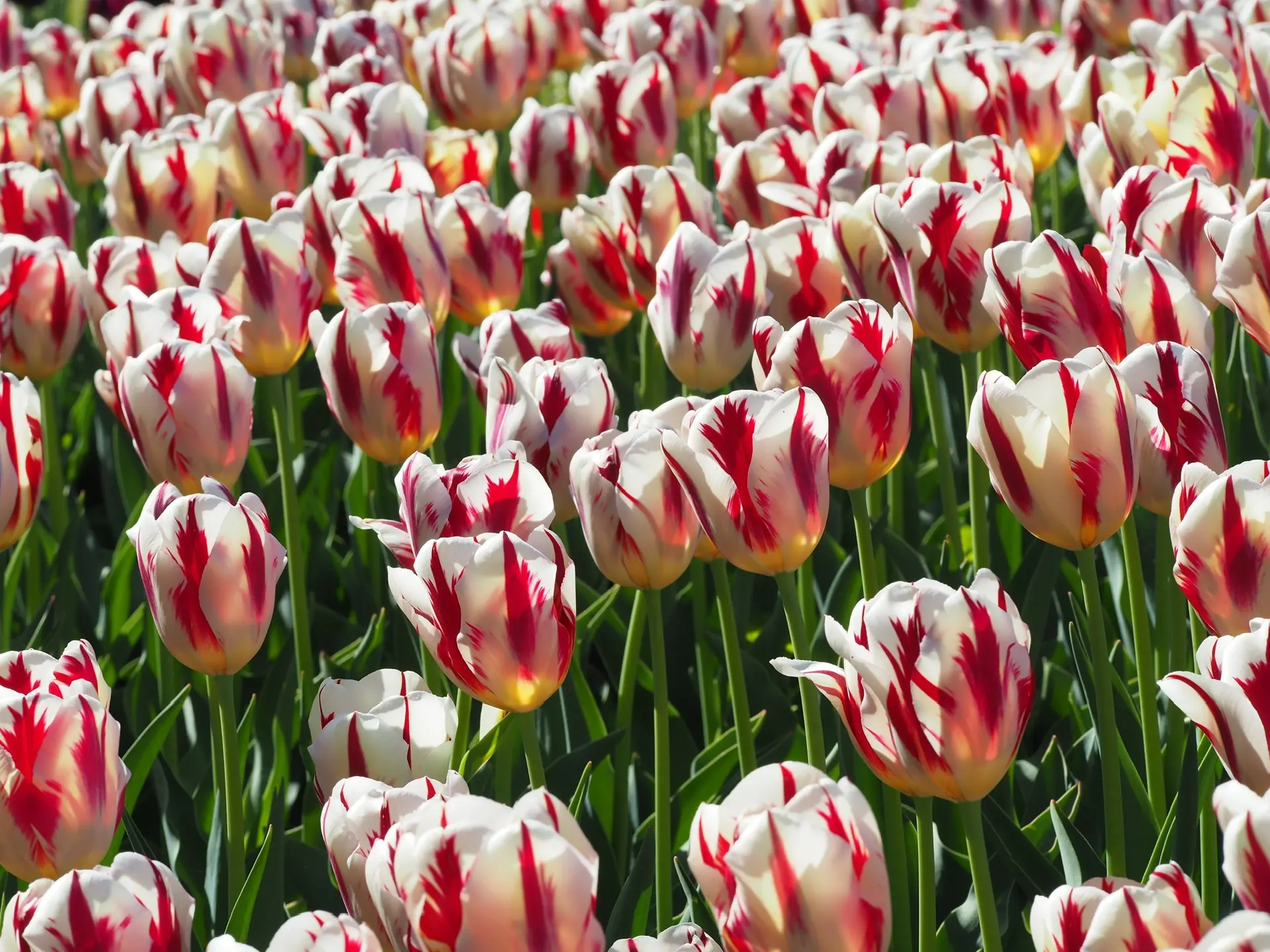 🌷 В Никитский ботанический сад пришла настоящая весна - стартует долгожданный парад тюльпанов «Роман