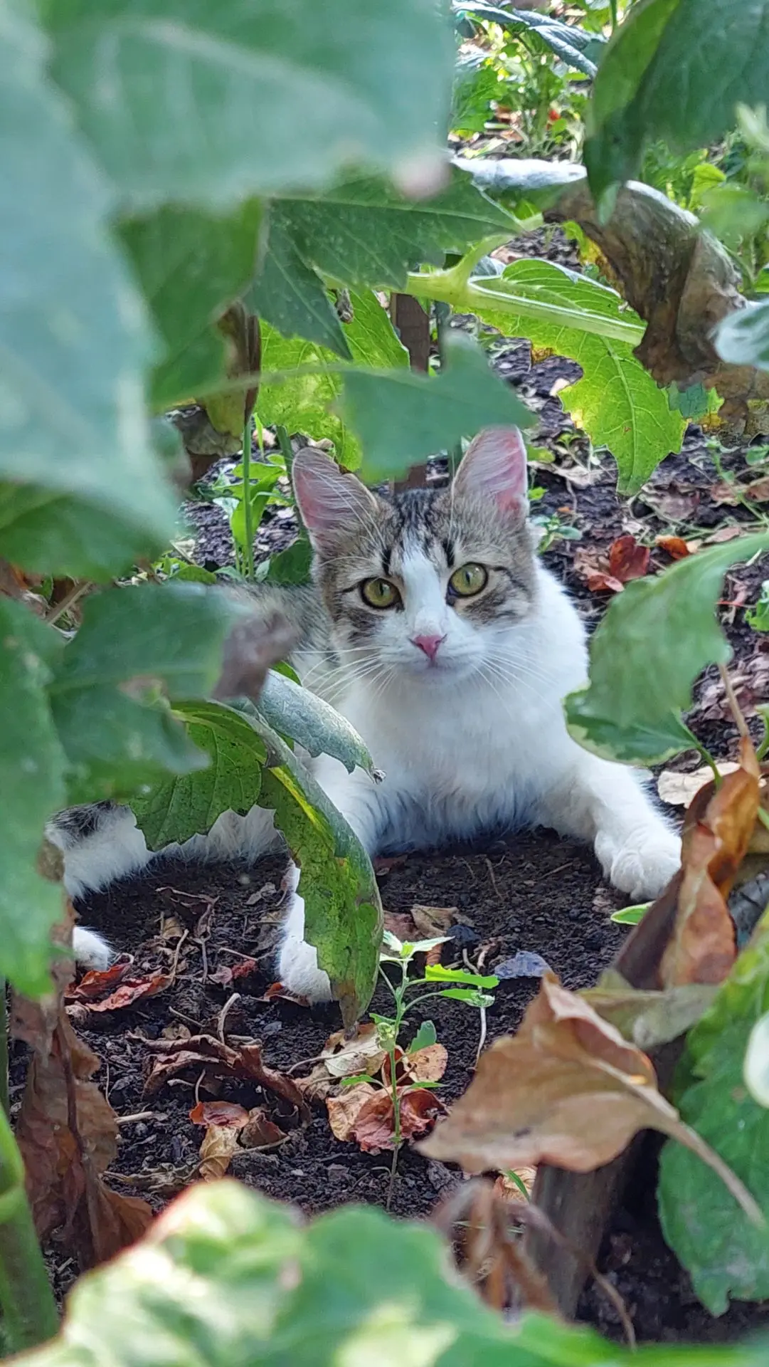 #Кроша🐈