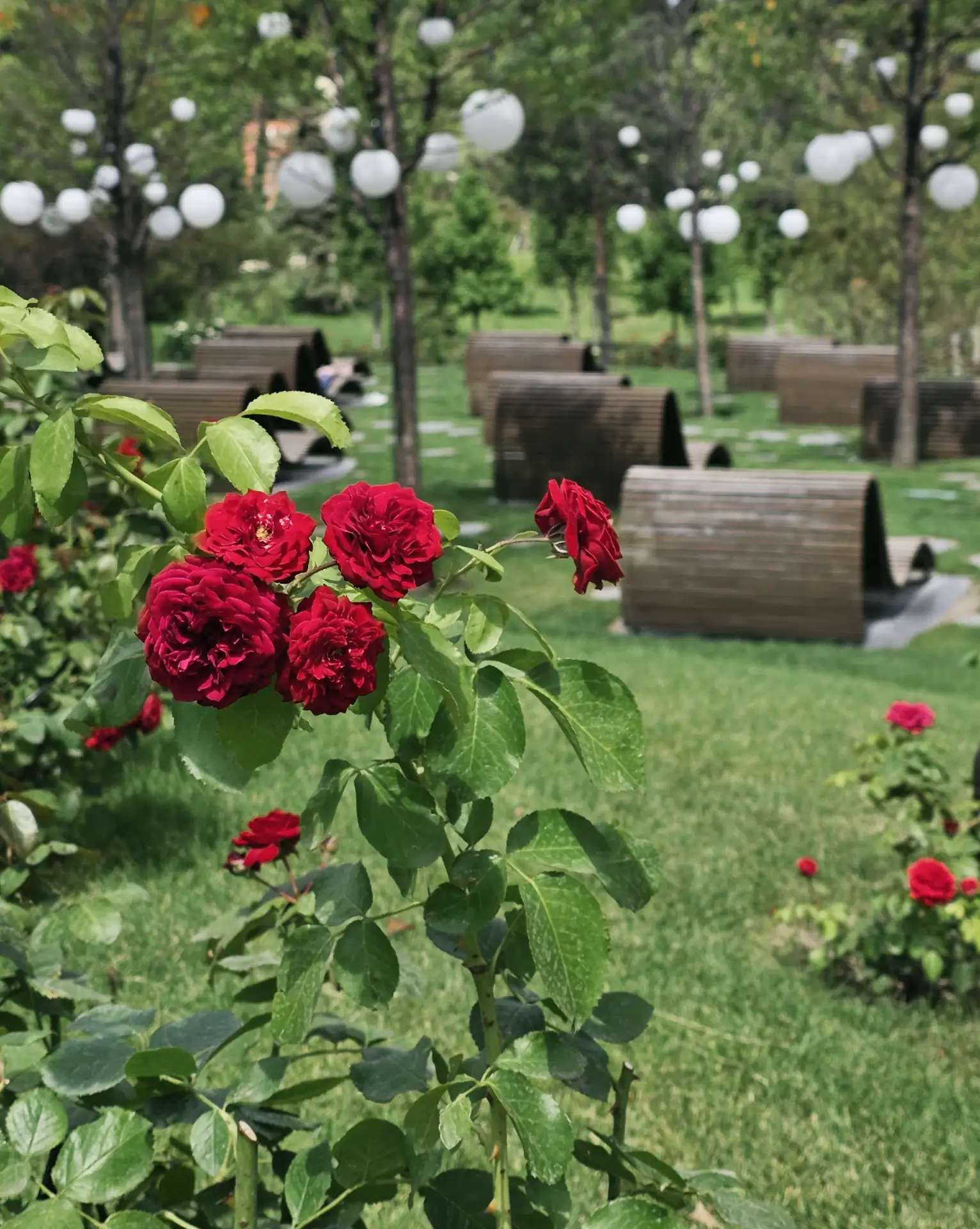 📍 Над Кроличьей норой

Всё ещё самая ароматная локация парка. Здесь лето пахнет розами 🌹

@parkkrd