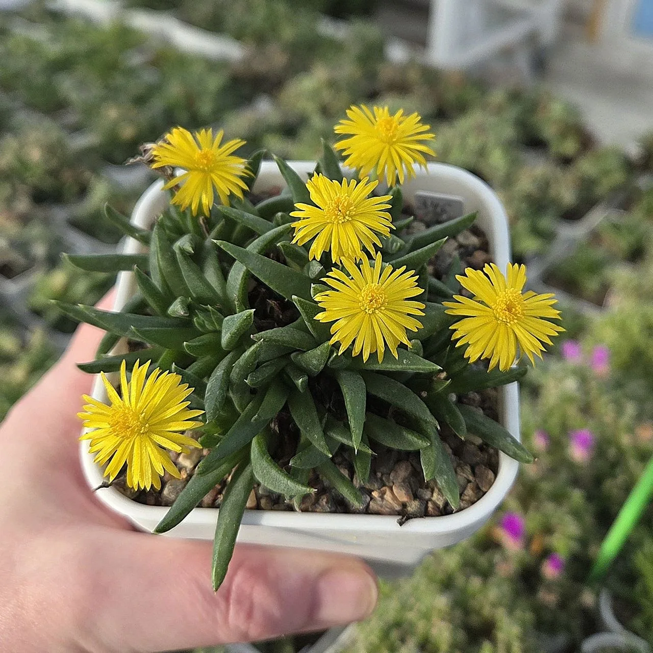 Bergeranthus katbergensis очень обильно цветёт в этом году. Ну а я активно работаю пчел...