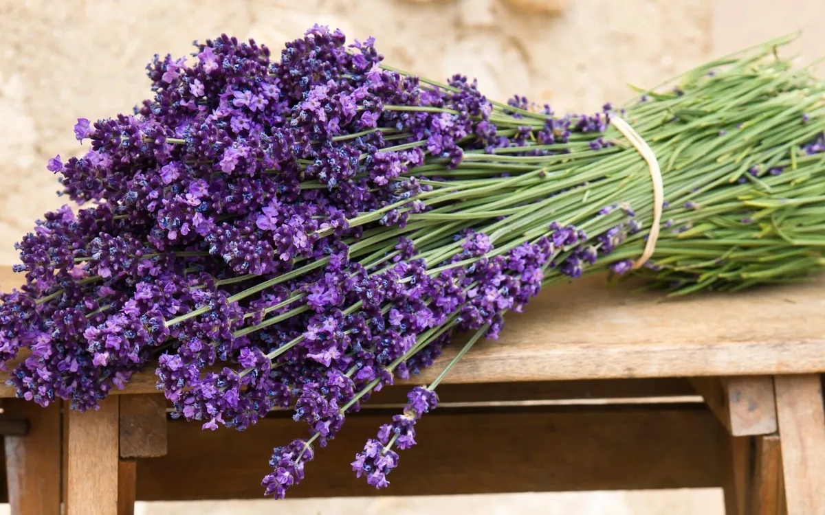 Лаванда в ароматерапии: маленький флакон — большой эффект 💜