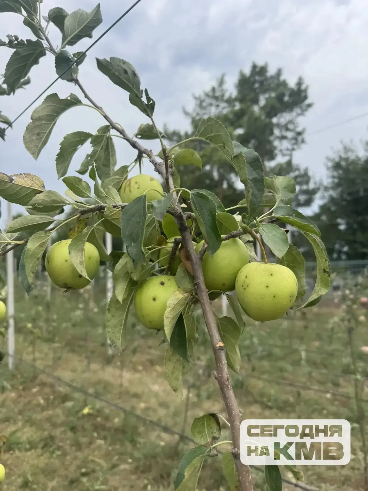 🍎 В школьном саду Пятигорска собрали первые яблоки