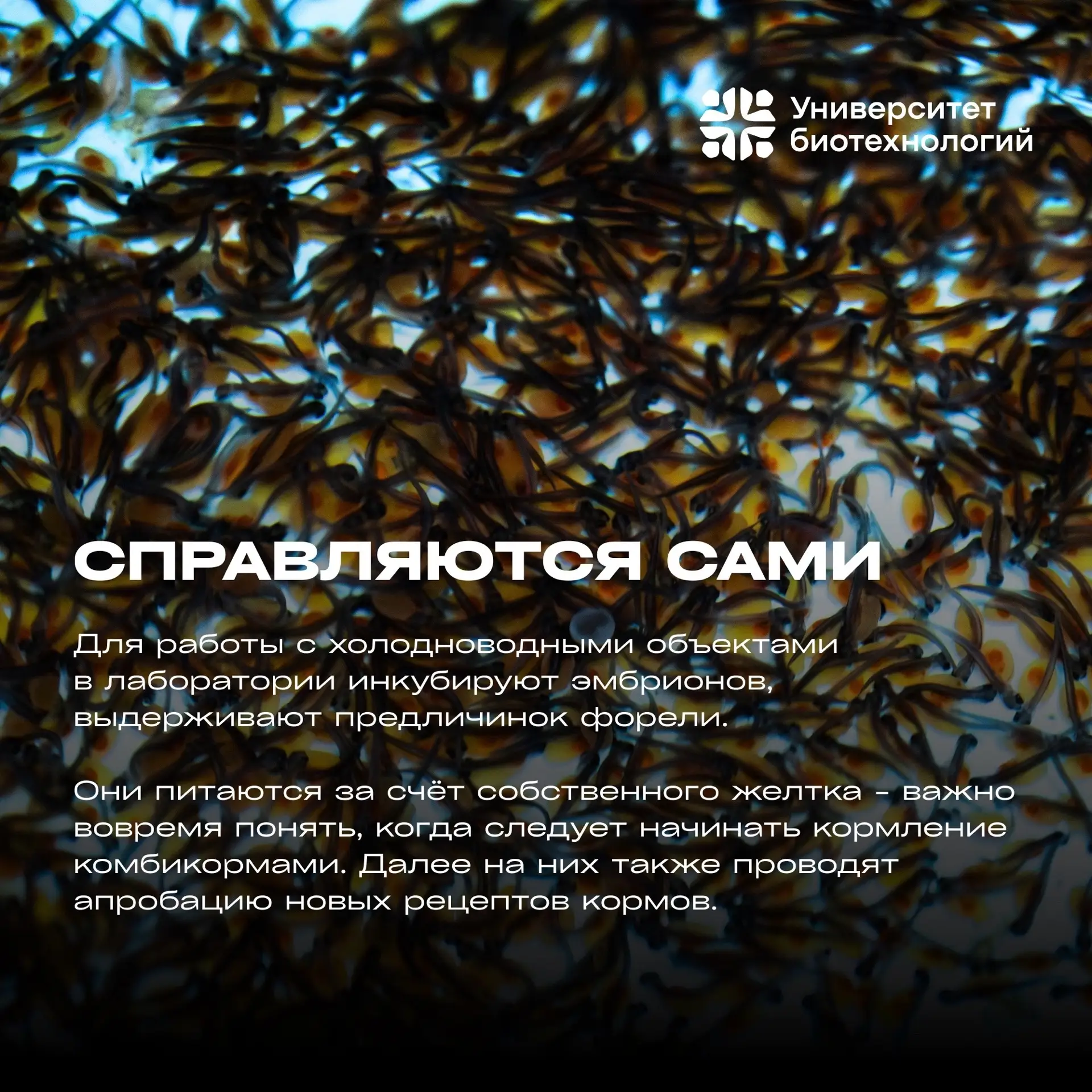 🐾 Лапки, хвосты и перья  В этом лонгриде мы рассказываем о грациозном мире рыб Центра аквакультуры У