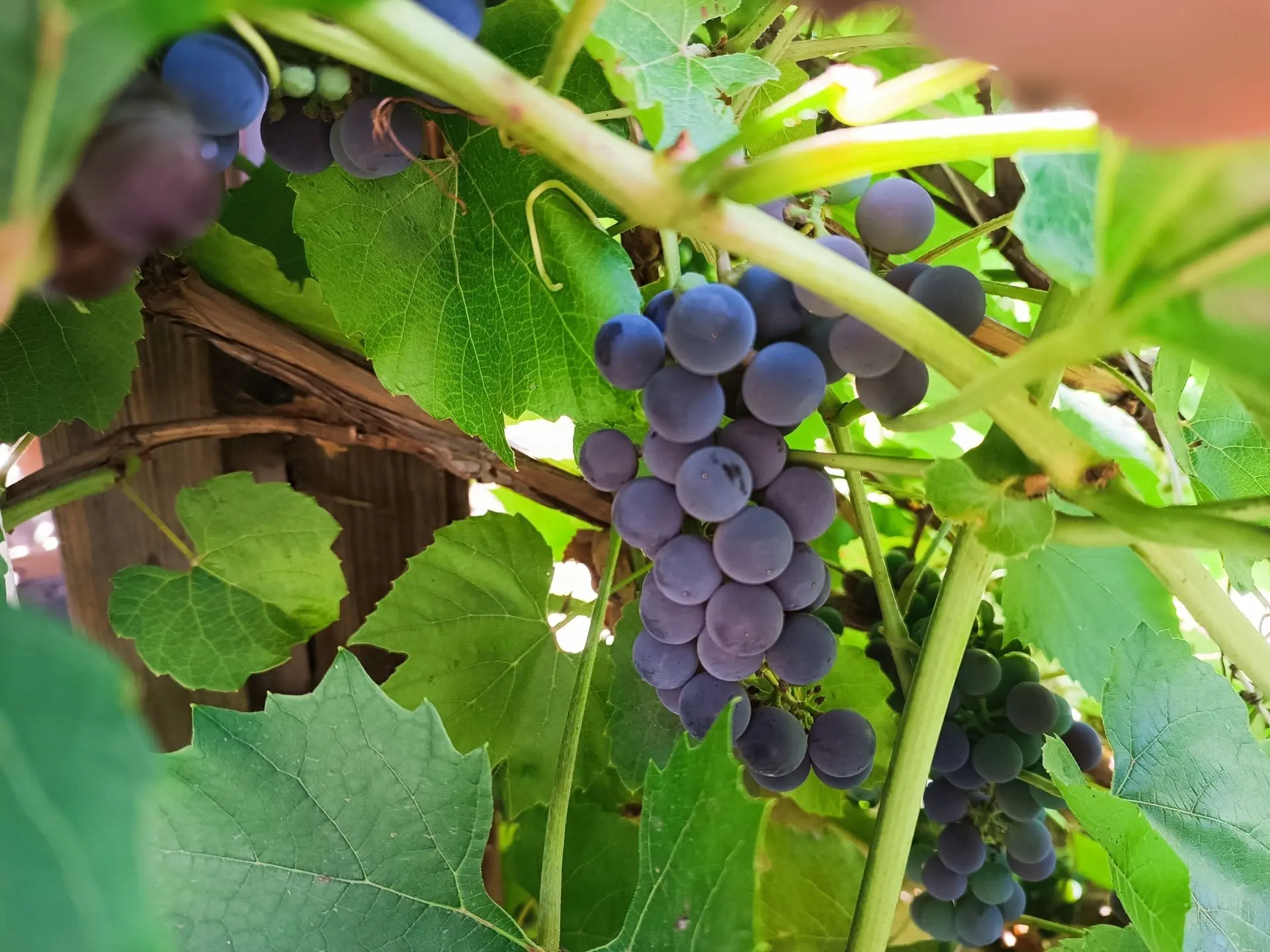 В Бузулукском доме милосердия «Оберег» поспевает виноград 🍇