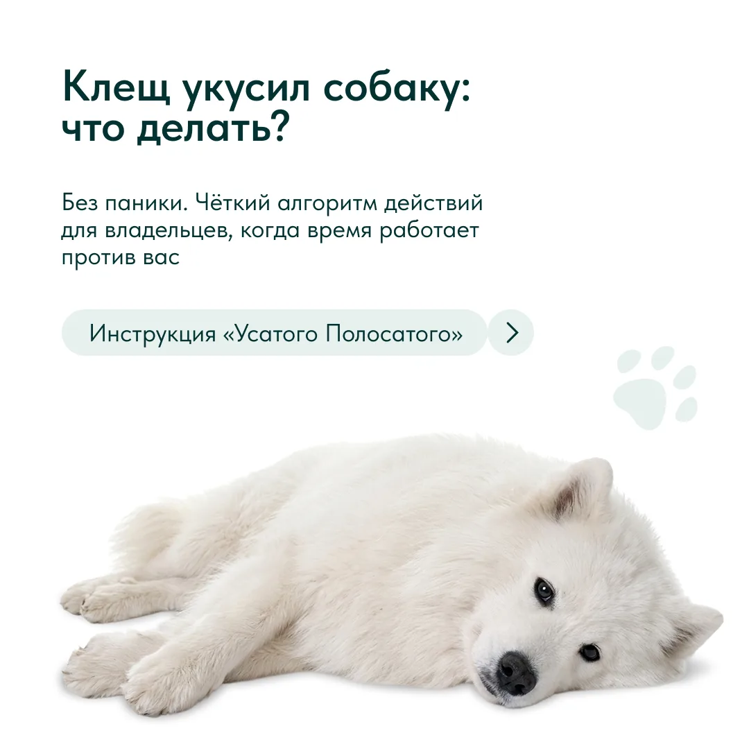 Клещ укусил собаку: что делать? 😲