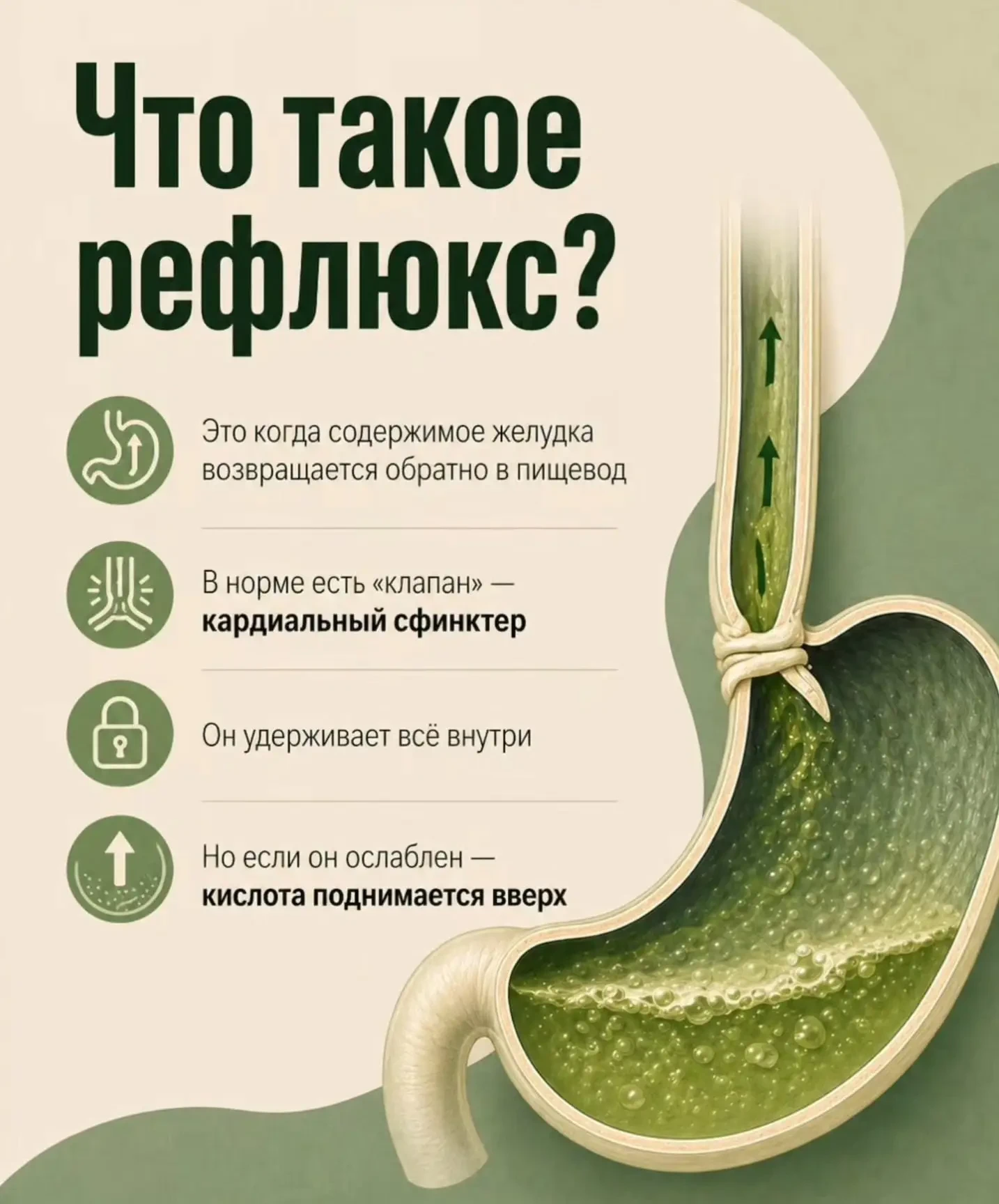Симптомы и профилактика возникновения рефлюкса 📋

☝Симптомы: жжение за грудиной (изжога), кислая от