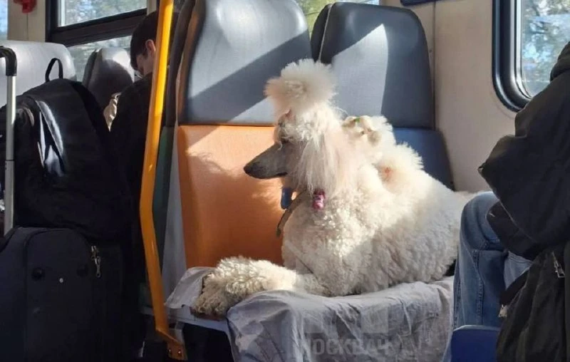 🐩 Королевский пассажир замечен на северо-западе Москвы