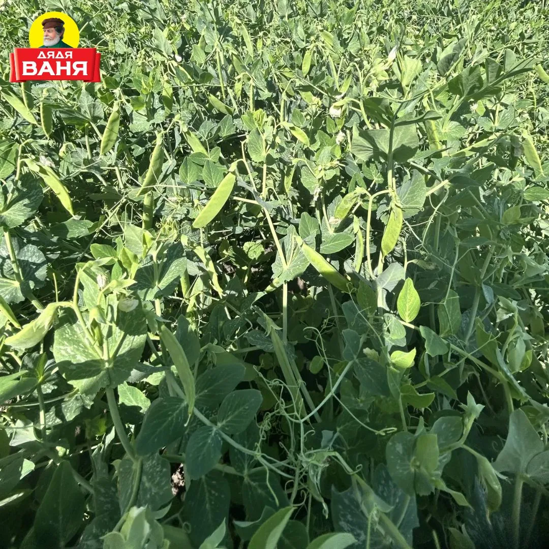 🌱 Новости с полей: