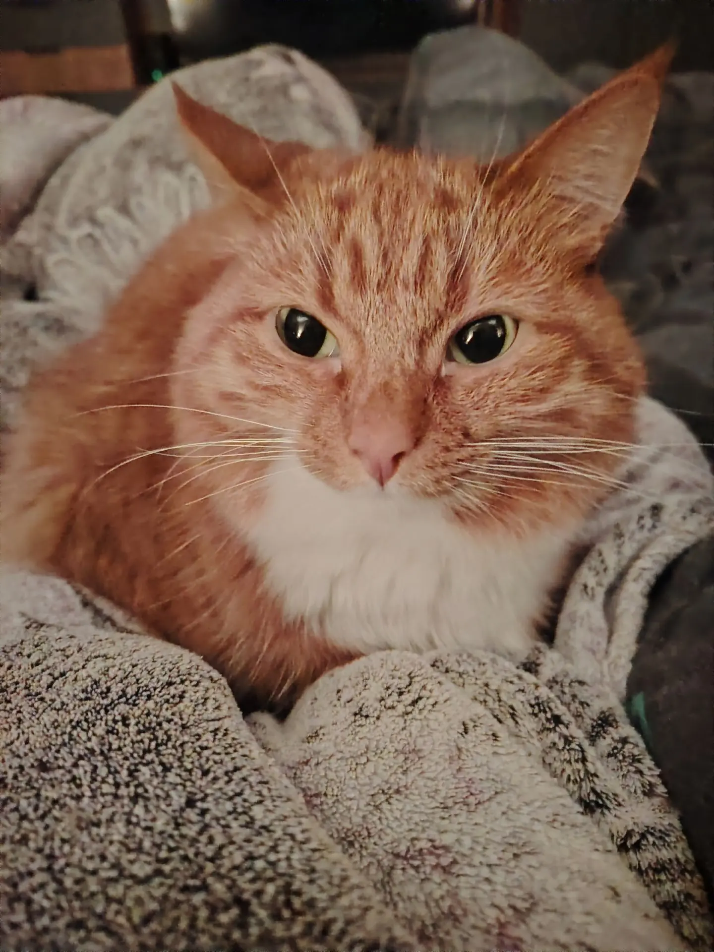 😿УПАЛ КОТ