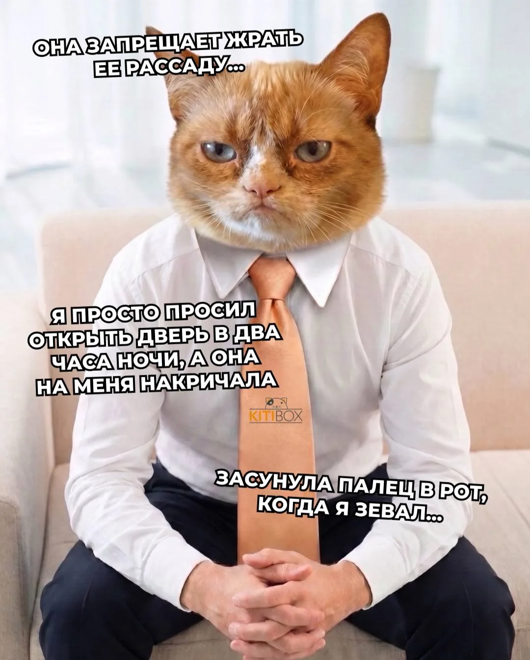 🙀 Тревожных кошек воспитали миллениалы