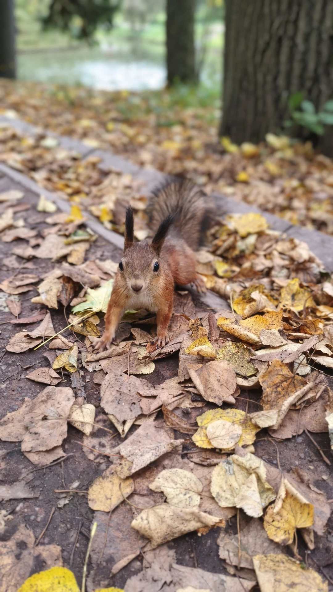 🐿 Вот такие красавицы белочки живет в парке Царицыно