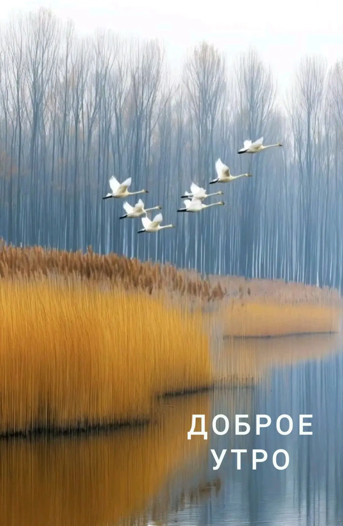 #доброеутро