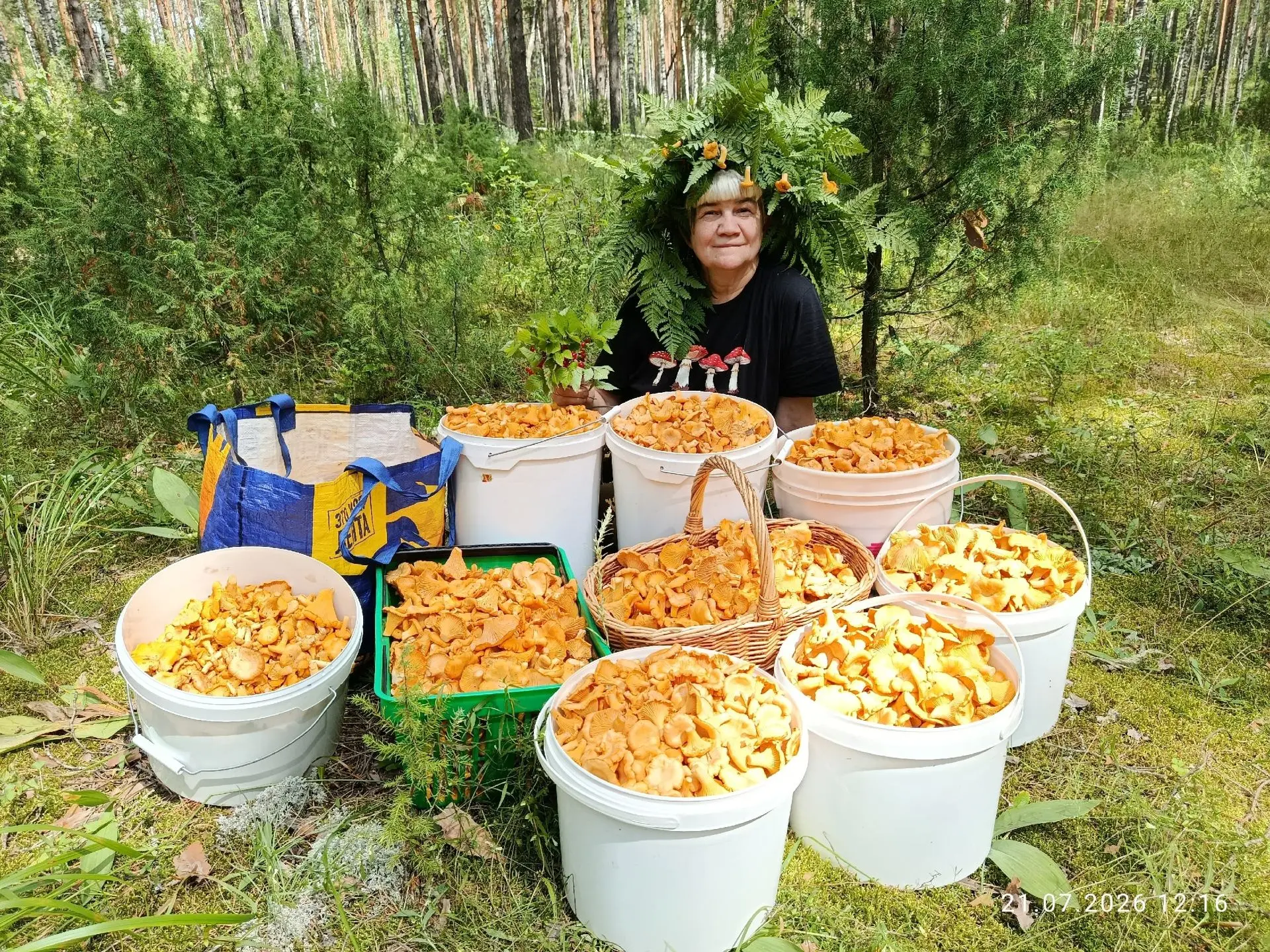 Костяника, лисички, жара, комары...
