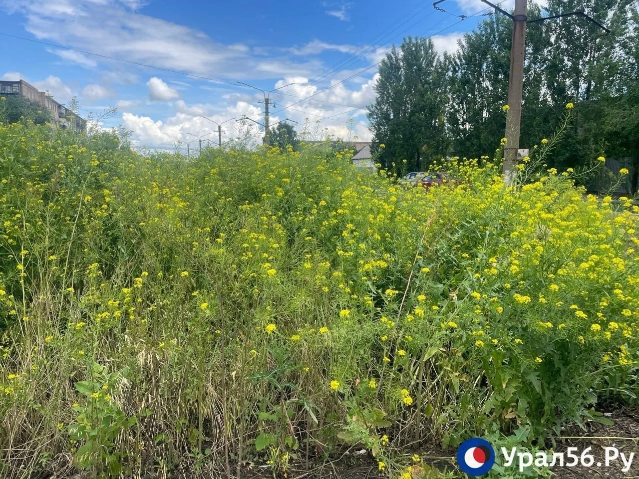 🌳Пешеходов не видно из-за травы, которая в Орске доросла до уровня кустарников

🔻Большие желтые ку