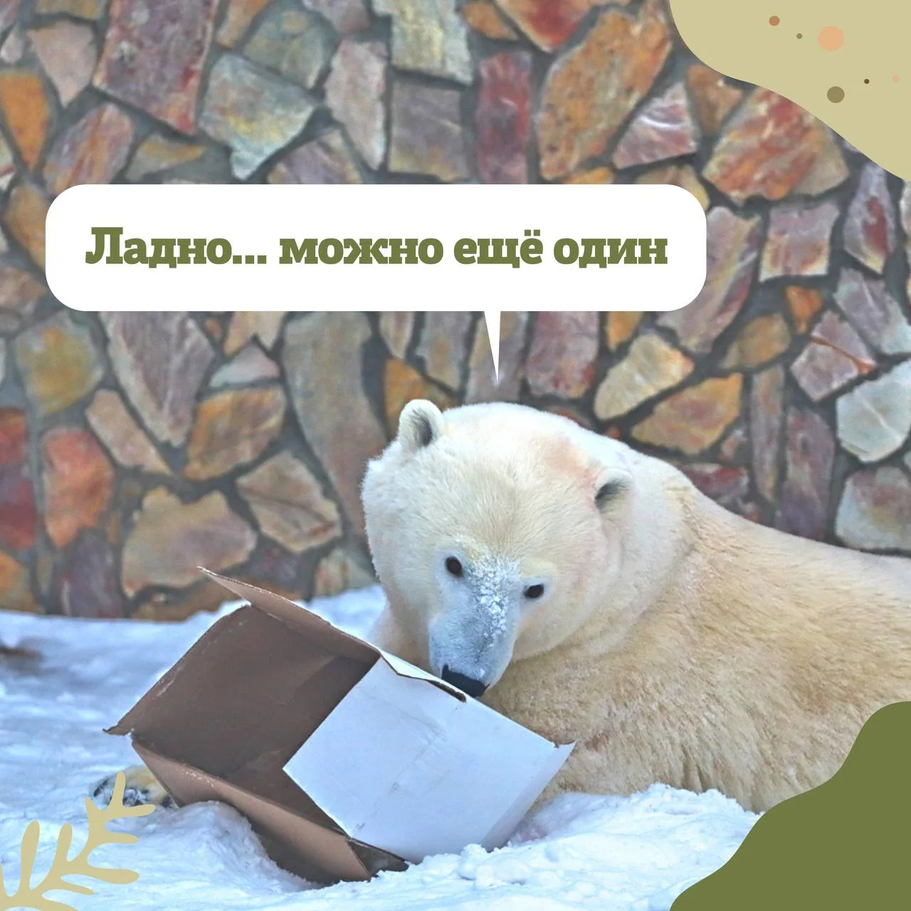 А как у вас проходит масленичная неделя?😁  #зоомем