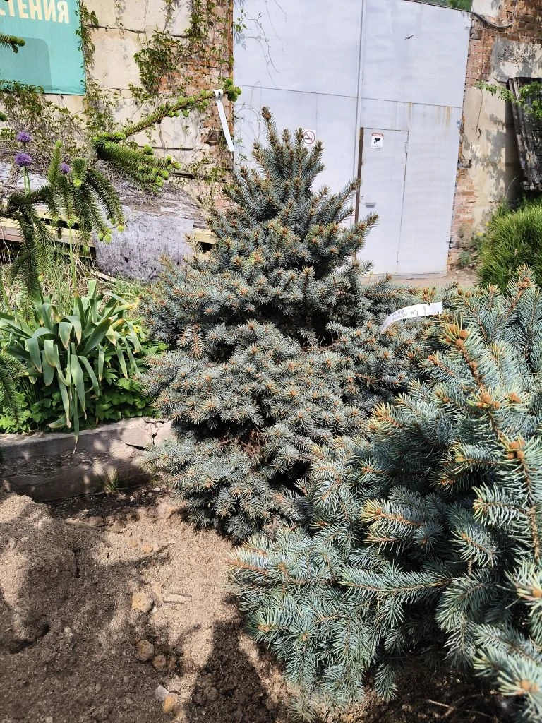 Идеальная ель для Нового года в саду! Это Марси! Она вырастает до 3.5 -4 м всего лишь. ...