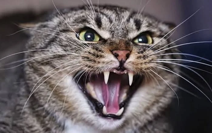 ⚡😿 «Он их убивает!»: Жители Бахчисарая ищут живодера, который калечит и топит котят