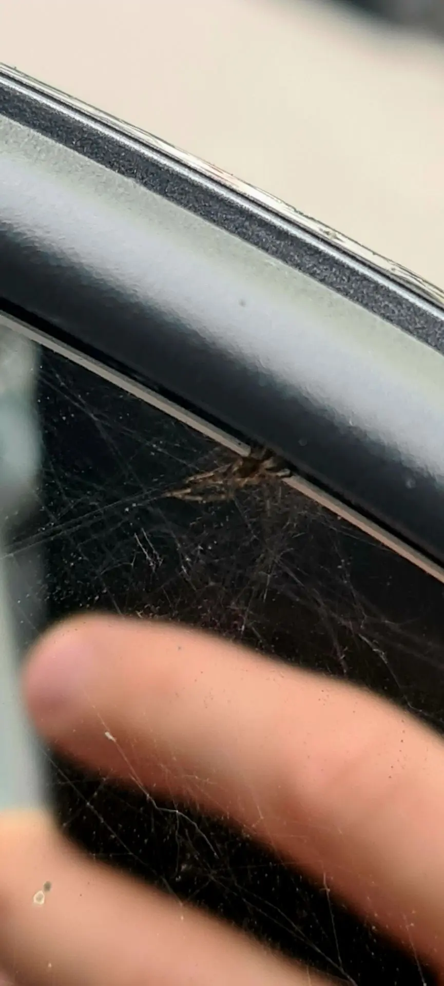 Утро. Среда. 22 июля. И мой молчаливый попутчик 🕷🚗Приветствую вас в новом дне! ✅Сегод...
