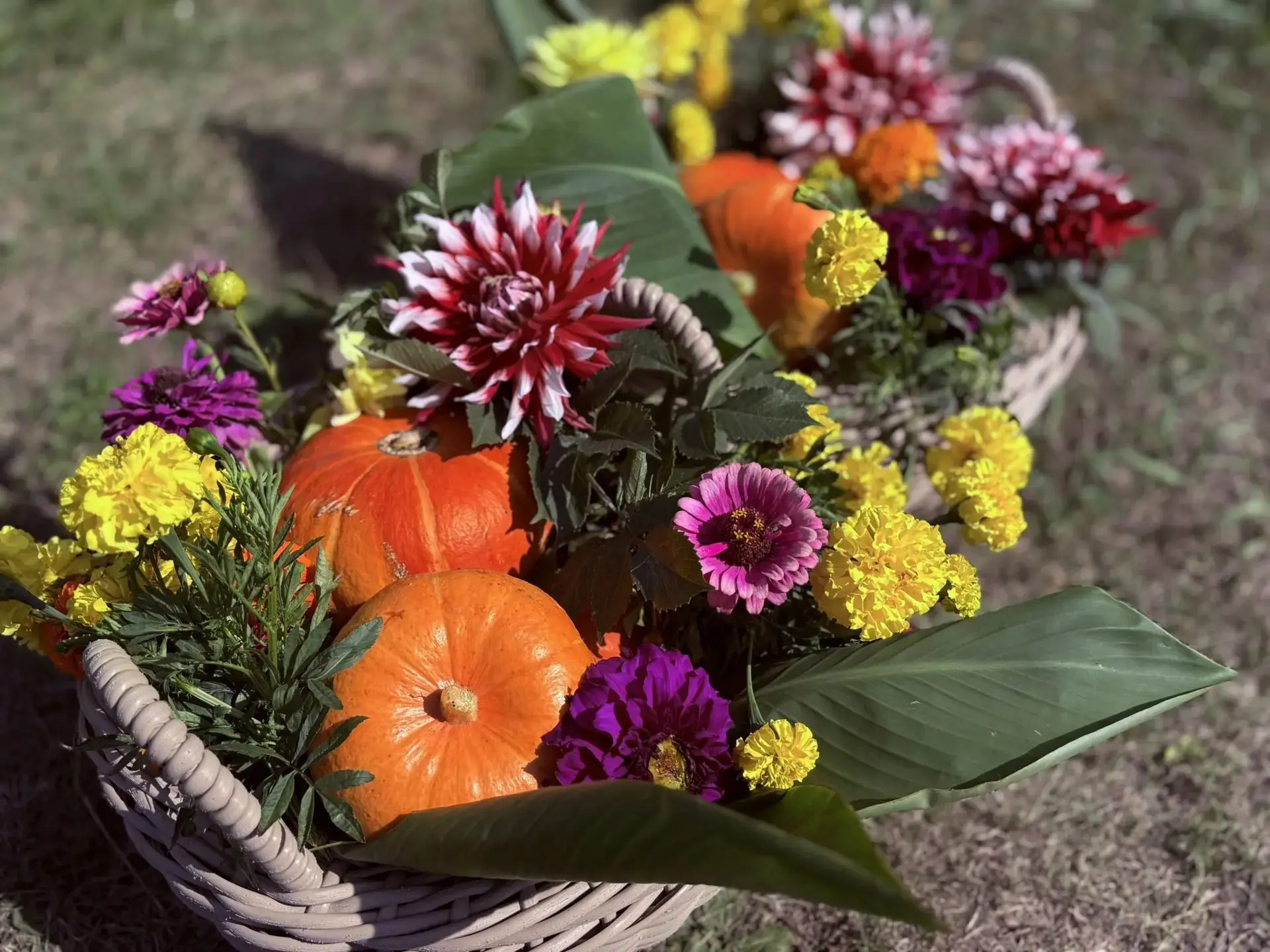 🎃 Тыква: инструкция по сбору и хранению. Советы от будущих садоводов! 🍂