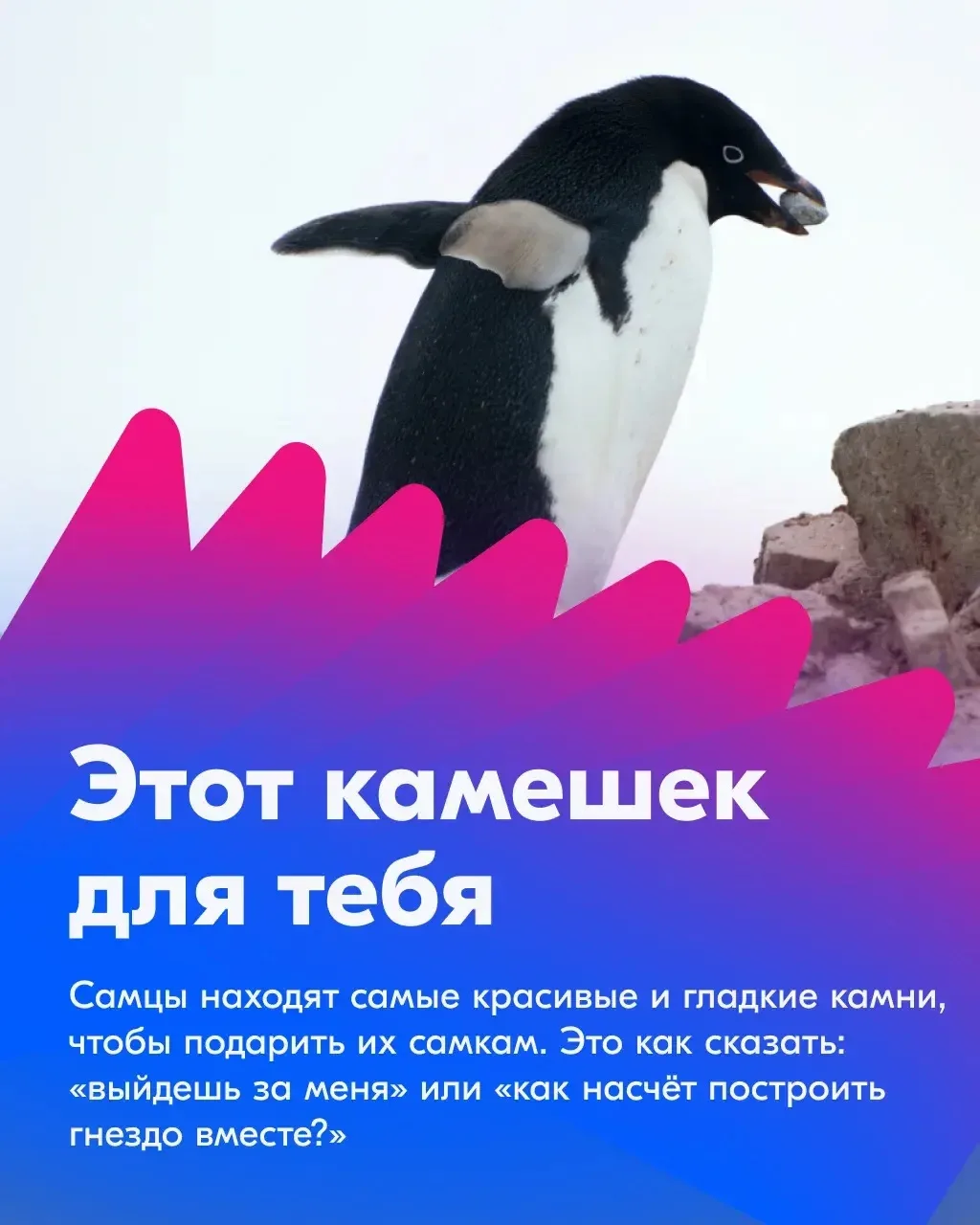 Ловим волну! Делаем ноги! Улыбаемся и машем!   😊 Ко Всемирному дню пингвинов подготовили несколько т