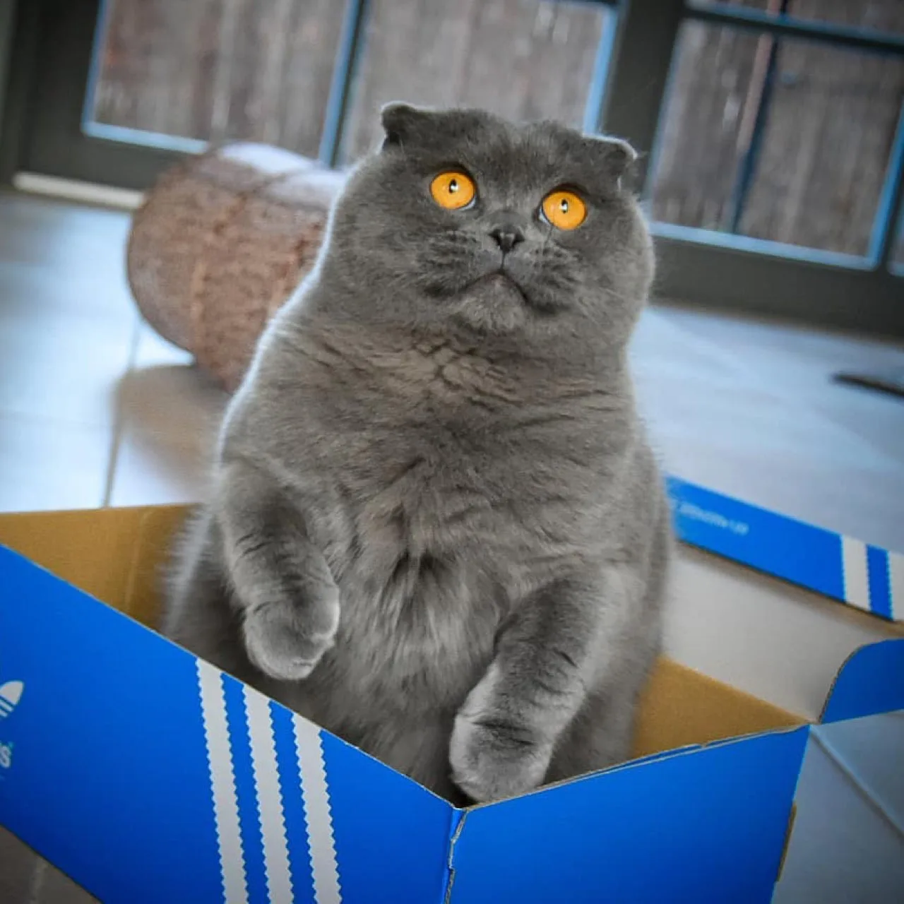 Котофакт дня 🐾

Коты могут узнавать своё имя — но часто делают вид, что не слышат! 🧏‍♂️😼

Учёные 