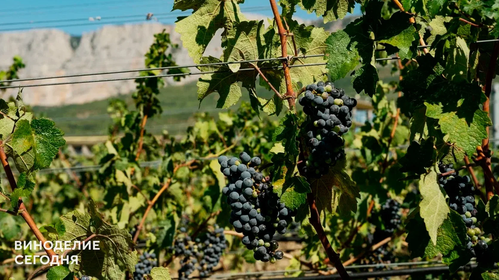 Ошибка на винограднике может проявиться только через 25 лет