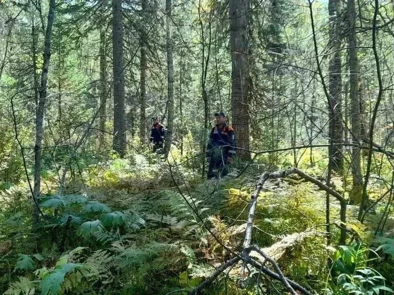 ❗️ Медведь разорвал двух женщин в окрестностях в Енисейской округе