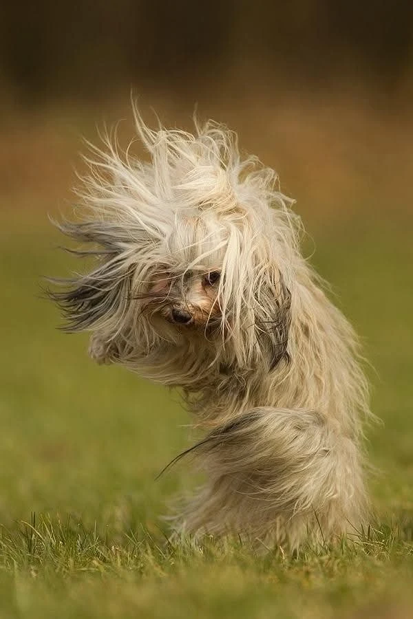 Пёсель 🐕🐾