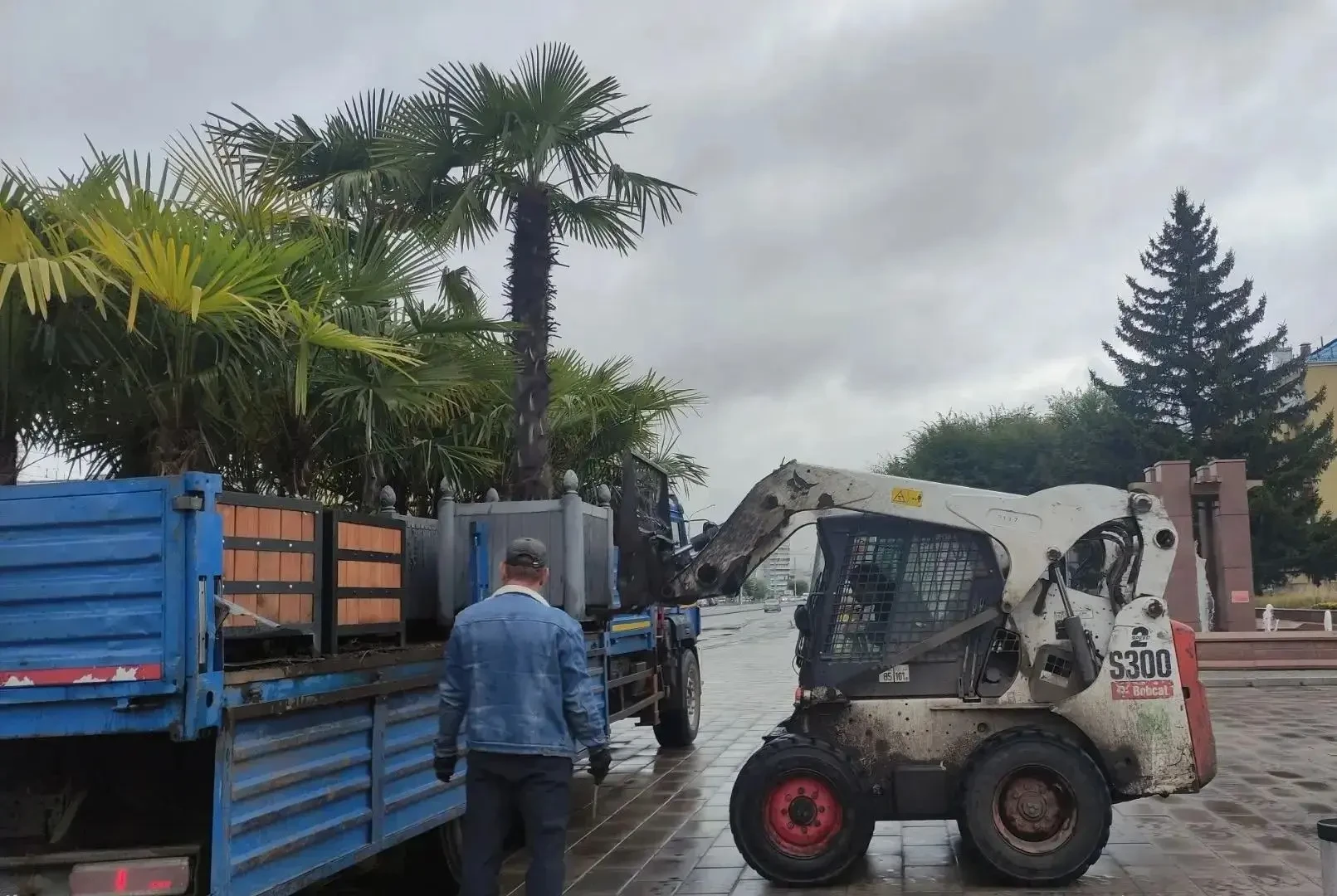 🌴 Экзотические растения Красноярска начали перевозить в теплицы на зимовку