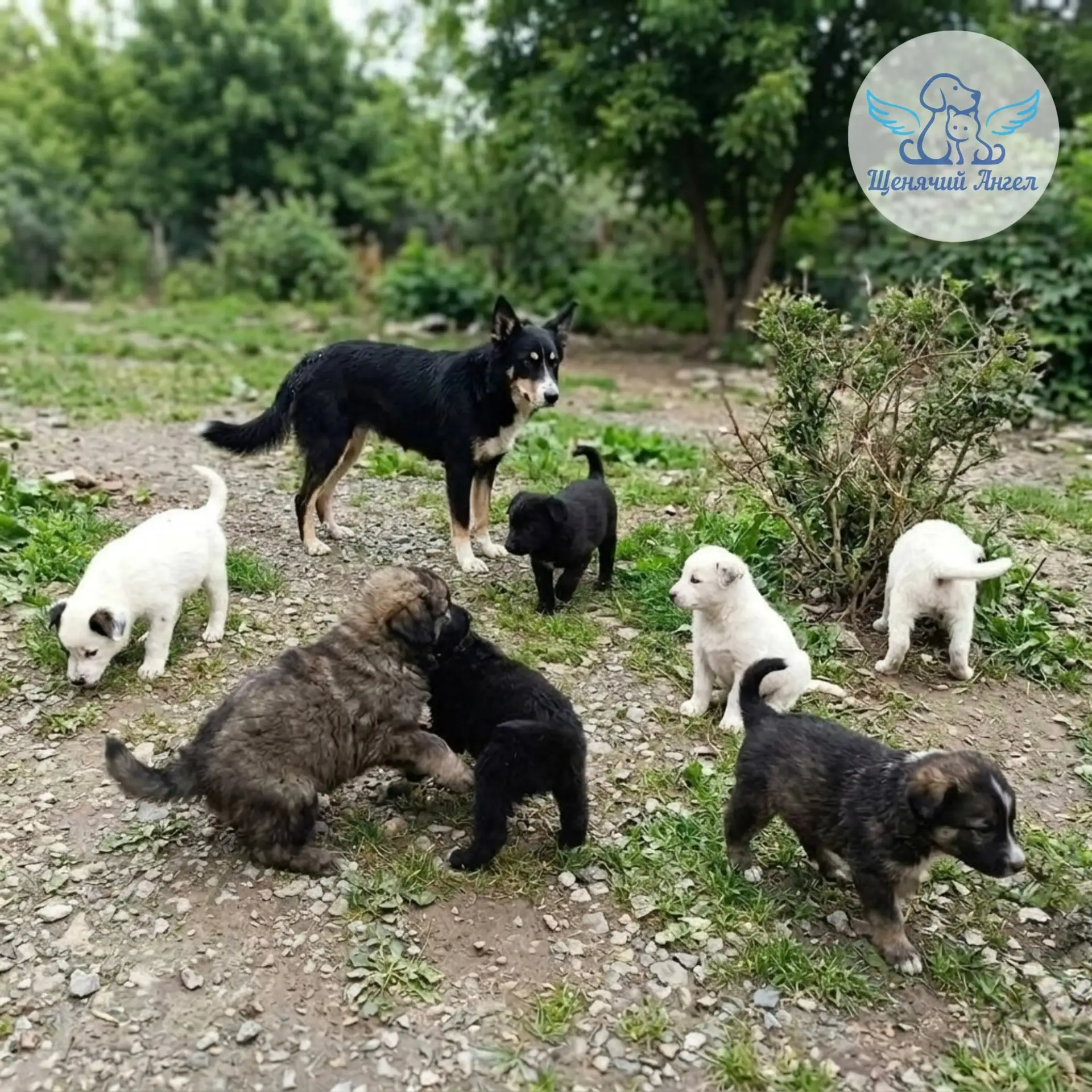 🆘🆘🆘 КАЖДЫЙ ДЕНЬ МОЖЕТ СТАТЬ ДЛЯ НИХ ПОСЛЕДНИМ. НУЖНА ПОМОЩЬ!