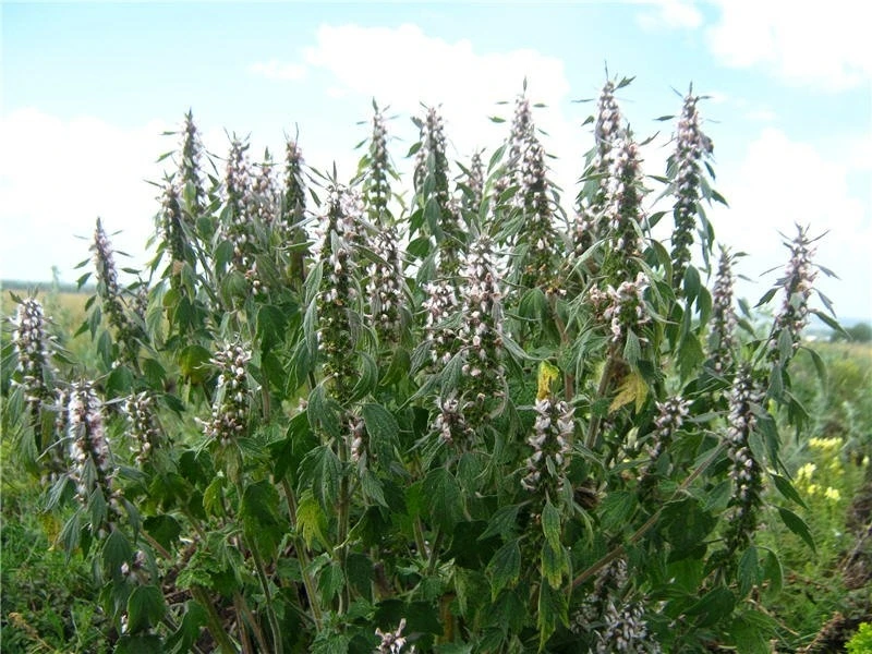 Экзема на руках — лечение народными средствами🌿🌿🌿
***********************************************