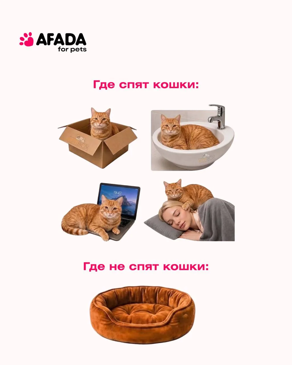 Если узнали своих хвостиков  — ставьте реакцию 🩷😂