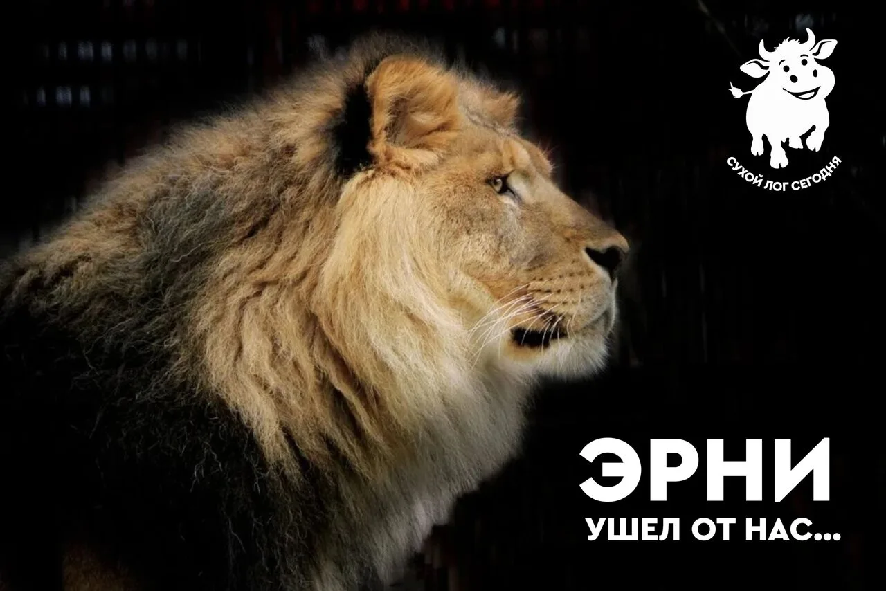 Ушел из жизни лев Эрни – один из символов Екатеринбургского зоопарка