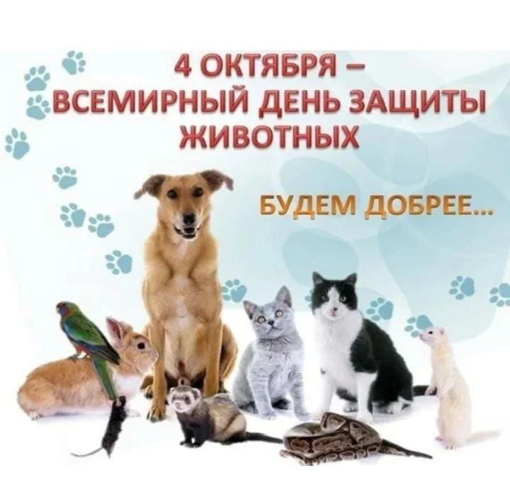 🐾✨ В 1 «Б» классе прошёл классный час, посвящённый Всемирному дню защиты животных! ✨🐾