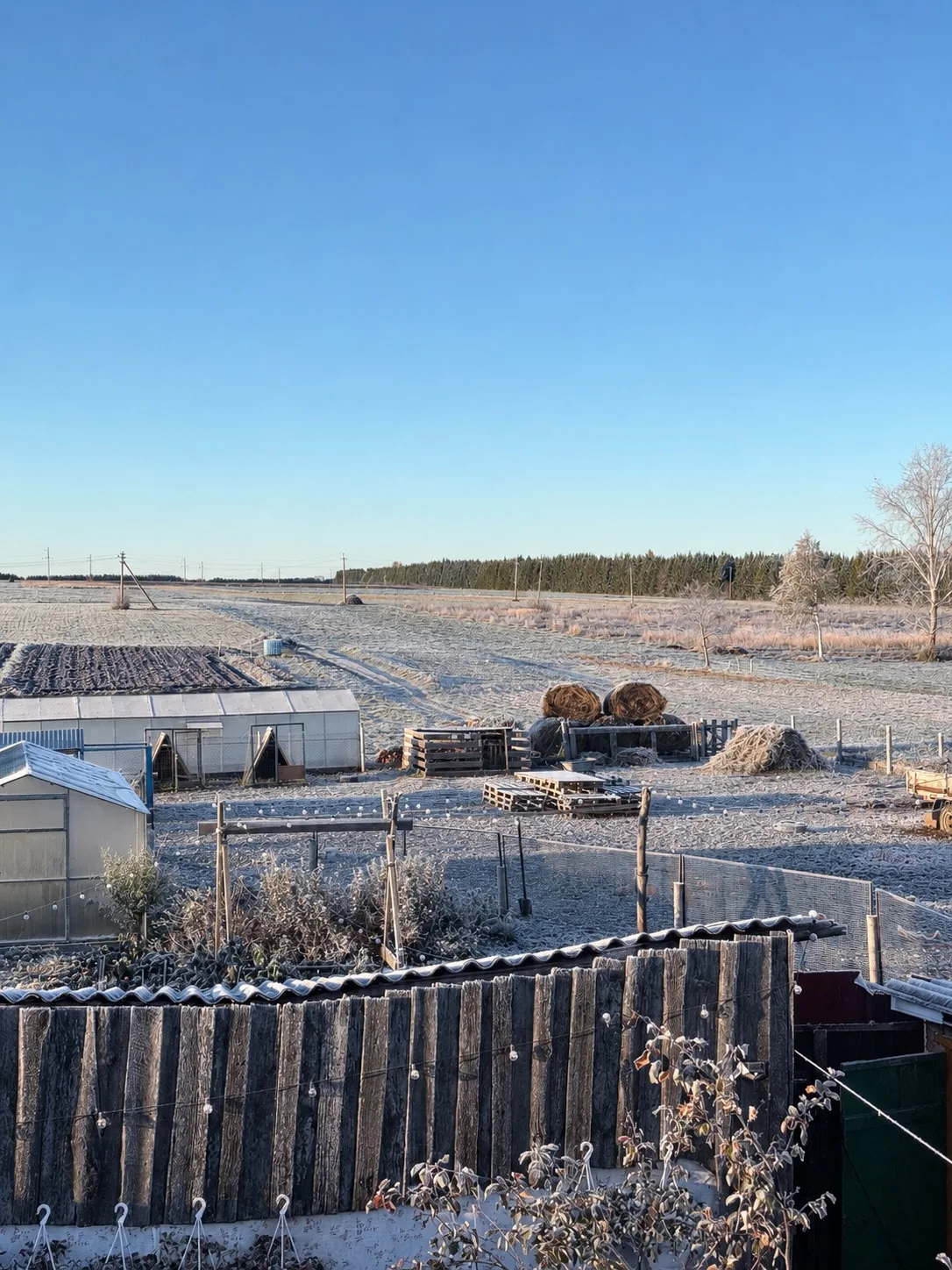 С первым морозом ❄️ сегодня с утра всё белое и в инее - такая красота и непривычно очен...