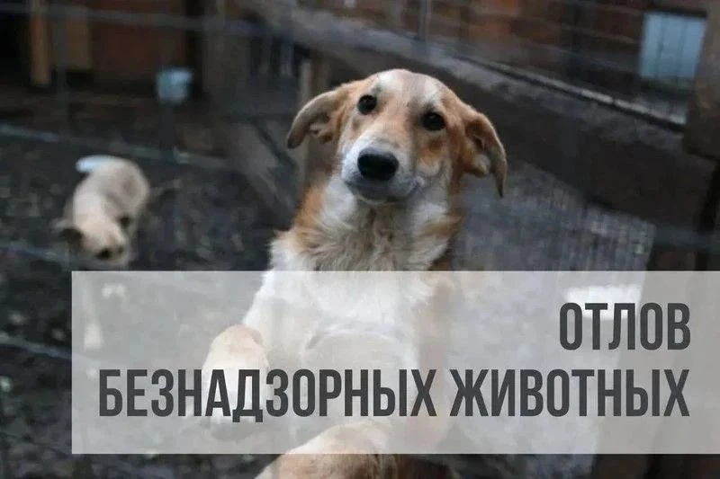 Уважаемые жители Стародубского муниципального округа!