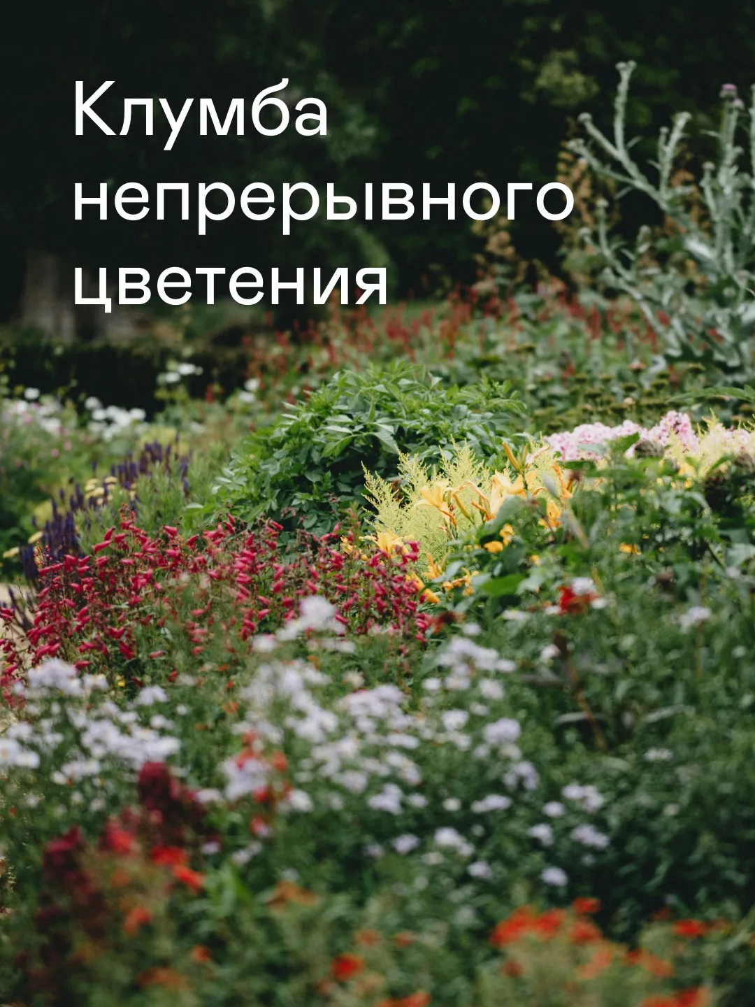 Почему сад красивый только до середины лета, а потом стоит зеленый и скучный, пока не начнет перелив