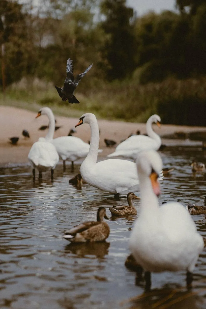 🦢 Грациозные лебеди в Ландшафтном парке Митино