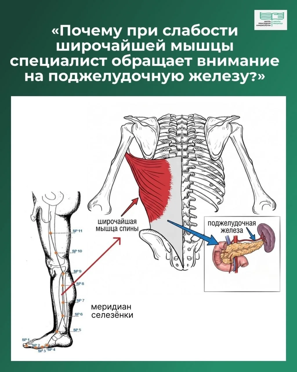 Почему при слабости широчайшей мышцы специалист обращает внимание на поджелудочную железу?