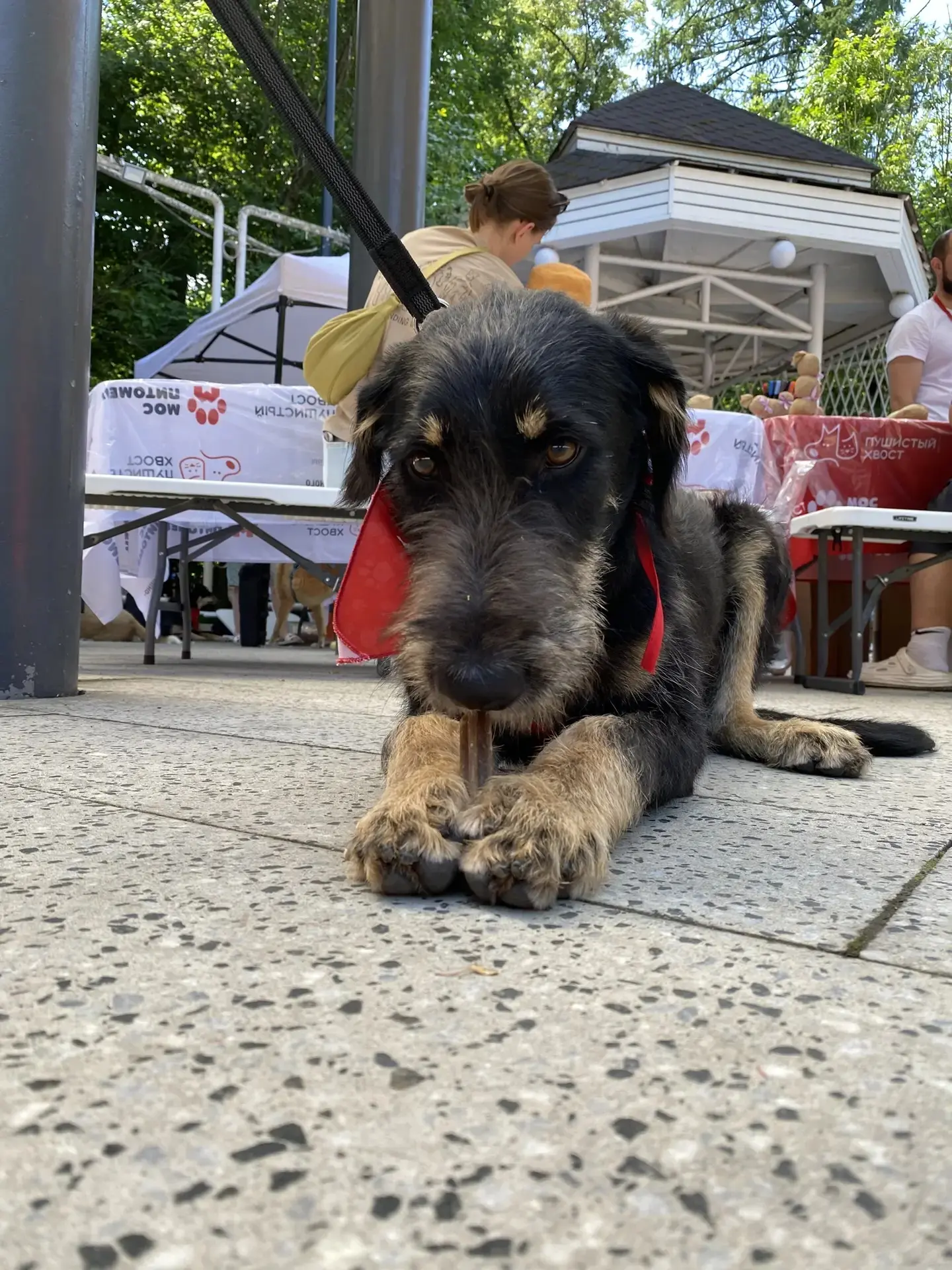 🐾 Выставка-пристройство «Пушистый хвост» в парке «Сокольники» в самом разгаре! И у нас уже есть пер
