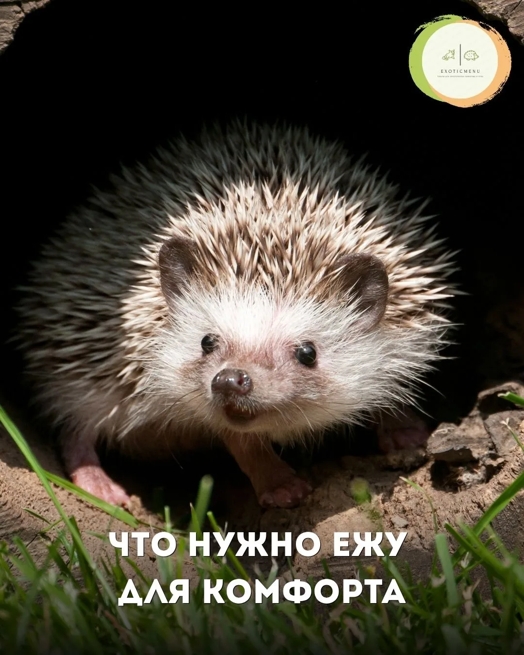Ёжики — очень чувствительные питомцы, и создание для них комфортных условий — это залог...