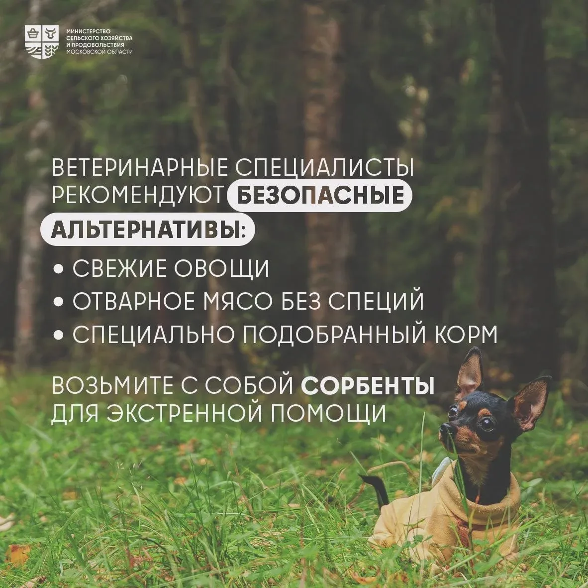 🦮 Отдых с питомцем: как сделать майские праздники безопасными   🐾 Майские праздники – отличный повод