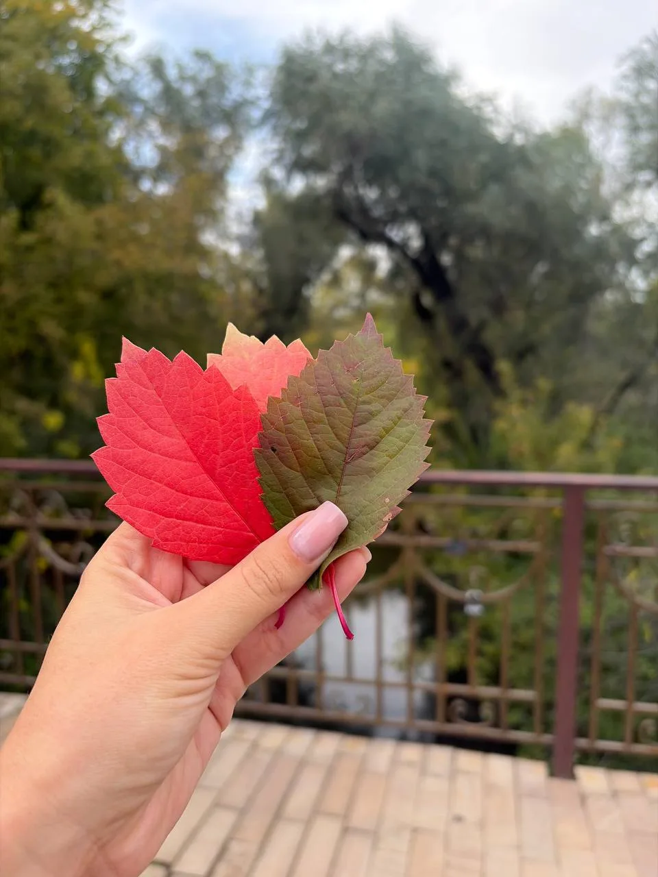 Делимся с вами кадрами осеннего Луганска 🍁❤️