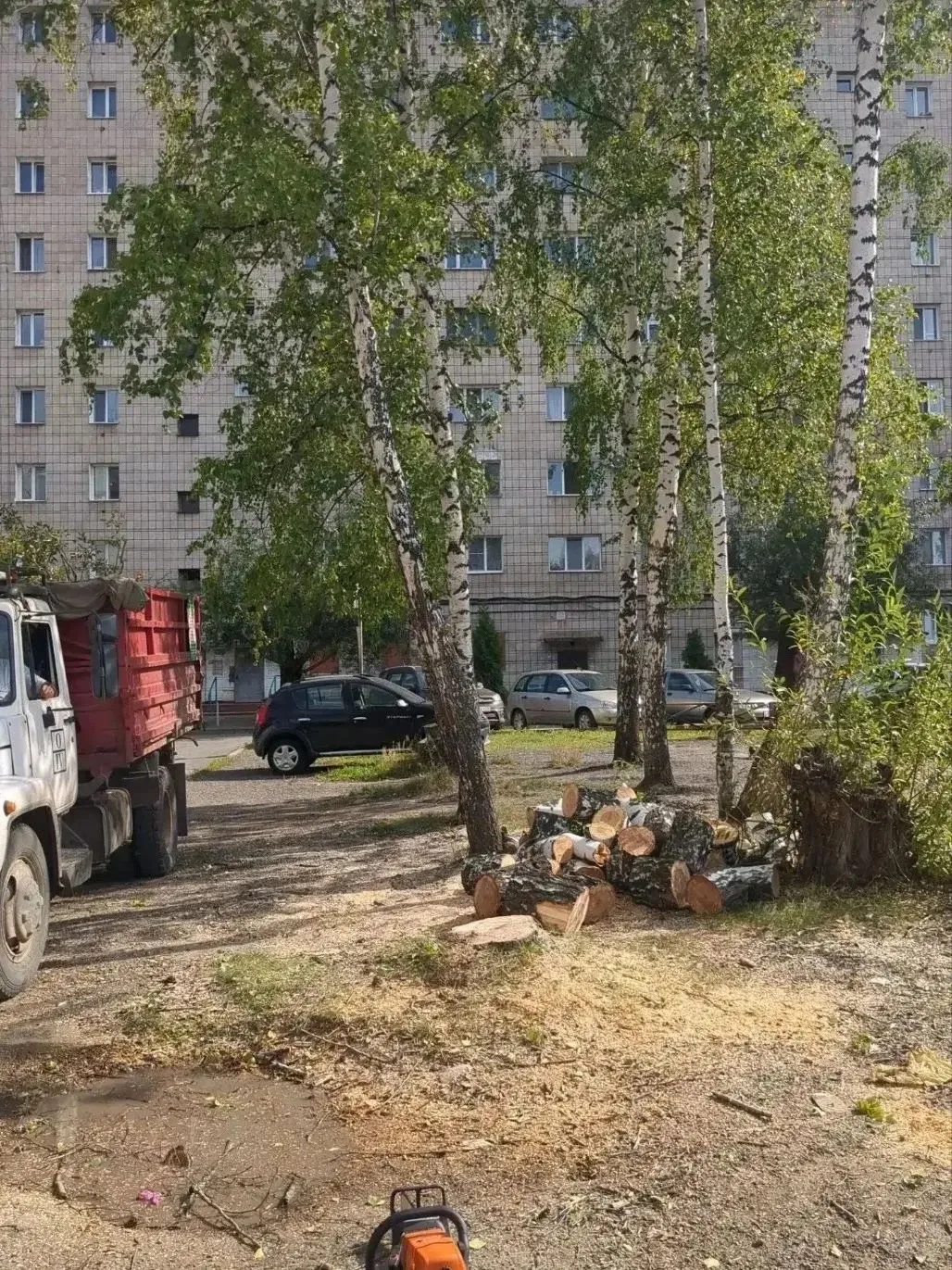 Опасные деревья исчезли с десятков улиц Томска
