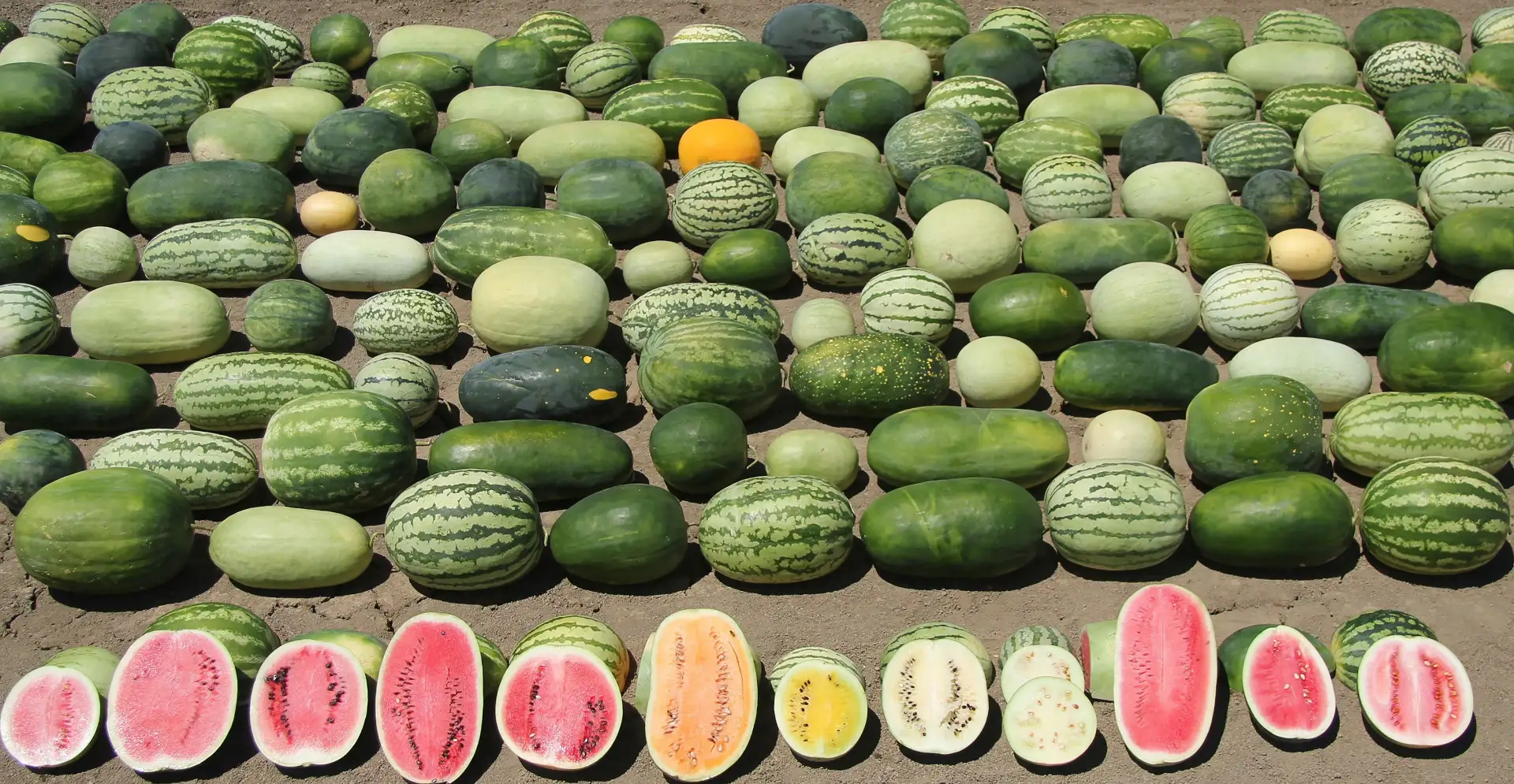 🍉Вы любите арбузы? Я обожаю!