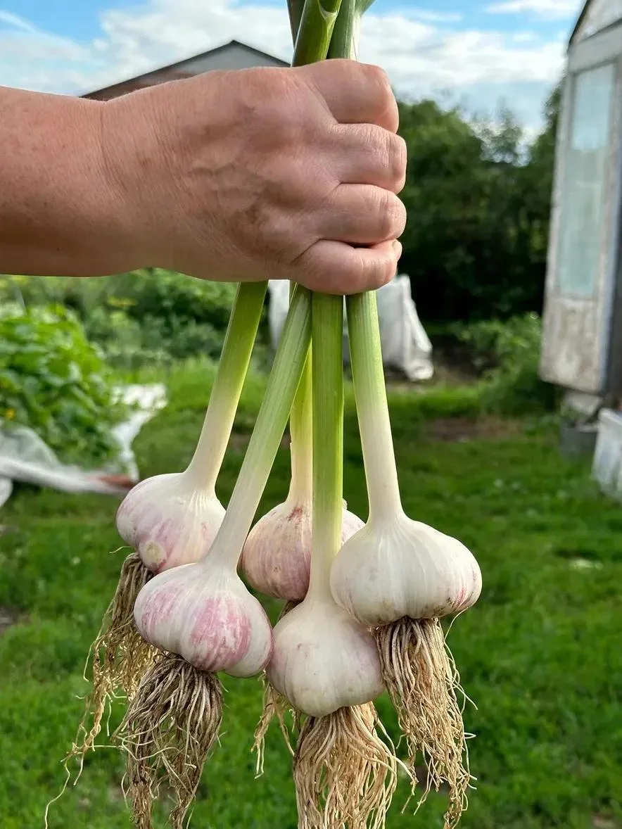 Когда пора собирать чеснок? 🧄