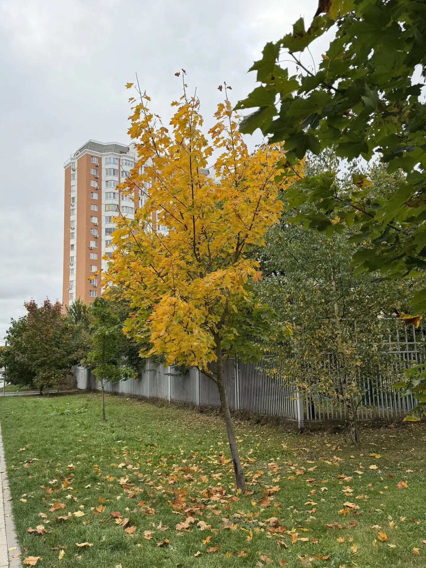 Краски осени 🍂в Солнцево Парк