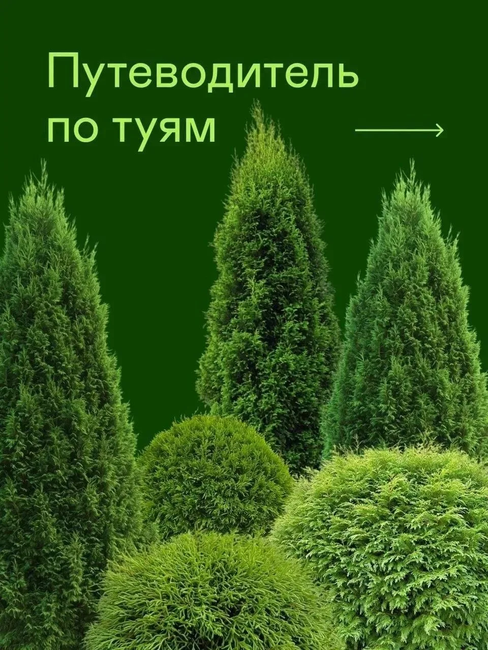 Путеводитель по туям ✨