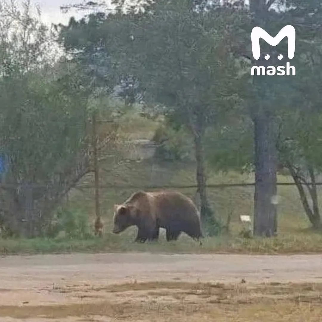 За фейковый снимок медведя жительницу Забайкалья оштрафовали и конфисковали iPhone