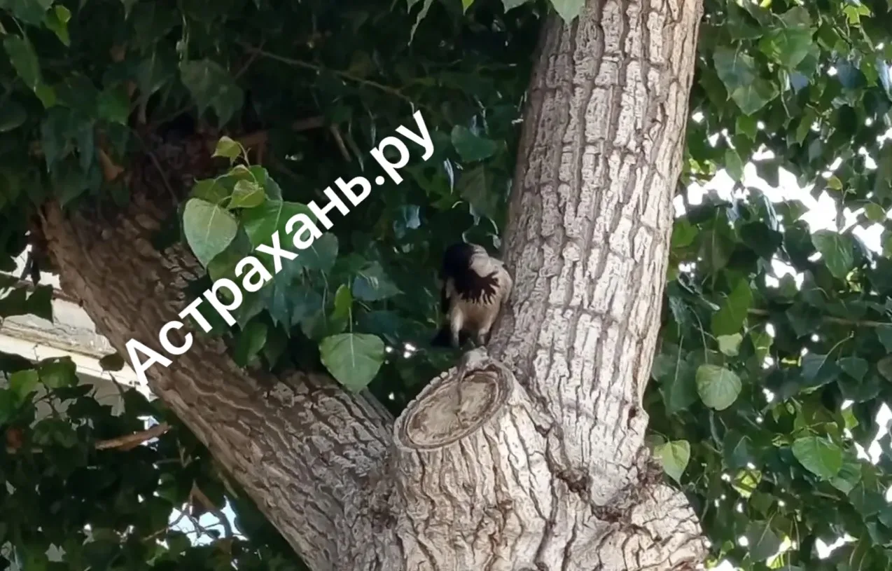 Бьются в конвульсиях и нападают на людей: в Астрахани засняли жуткие кадры